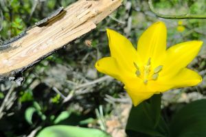 Una dintre cele mai rare flori de pe planetă, admirată tot mai des în Caraş-Severin!