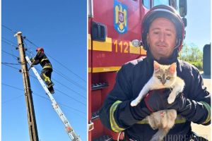 Pisică salvată de pompieri, în Bihor, după ce a rămas blocată timp de două zile, pe un stâlp de 12 metri
