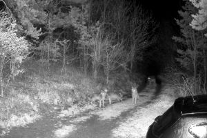 VIDEO Haită de lupi, alungată de un câine curajos, într-o copmună de la graniţa cu judeţul Buzău