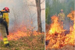 Cinci incendii de vegetaţie în Bihor, în doar trei zile. Aproape 40 de hectare au ars (VIDEO)