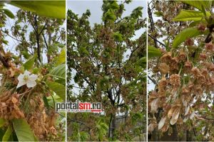 FOTO/VIDEO. Imagini triste. Cum arată pomii îngheţaţi la Satu Mare. Va fi criză de cireşe