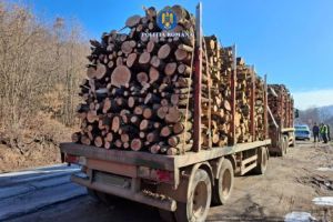 15 sancţiuni în valoare totală de peste 35.000 de lei, la Sânzieni, pentru infracţiuni silvice