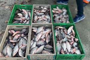 Trei botoşăneni care vindeau peşte fără documente, anchetaţi de poliţişti