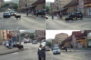 FOTO: Atenţie şoferi! Smart-Ghiţă a ieşit iar la plimbare, pe un bulevard din Alba Iulia