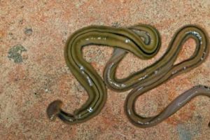 Invazia unei specii de viermi gigantici cu lunginea de 1 metru a uluit oamenii de ştiinţă
