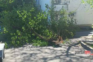 FOTO. Incident în Satu Mare: Copac smuls de vânt într-un cartier din oraş, sub avertizare de Cod Galben