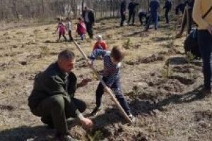 630.000 de puieţi forestieri plantaţi numai în acest an, în judeţul Covasna