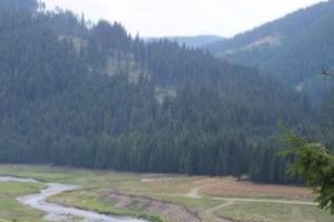 Amplă conferinţă ştiinţifică, pe teme de silvicultură şi cinegetică, vineri, în apropiere de Sfântu Gheorghe