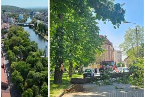 Primăria Oradea, despre castanul rupt în Parcul Libertăţii: Avea frunziş verde şi părea viabil, dar lemnul era putrezit în interior