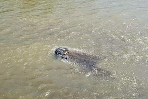 Un bărbat şi-a găsit sfârşitul în timp ce încerca să treacă râul Siret cu căruţa