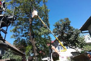 Strada Nucului din Feldru a rămas doar cu numele. ”O crimă împotriva vieţii”