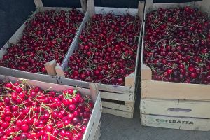 Cireşe româneşti cu 6 lei kilogramul livrate acasă? Se poate!