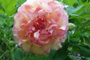 Băsescu face DEZVĂLUIRI-ȘOC despre planul comun SRI-DNA. Cine se ASCUNDE în spatele numărului de cod „Bujorul”