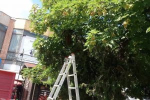 Roi de albine într-un copac din Piaţa Centrală