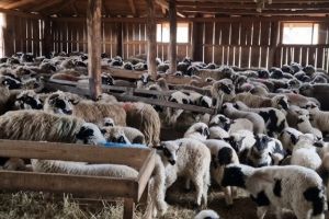 O fermă zootehnică din Botoşani, scoasă la vânzare cu 1 milion de lei. Fermierul are datorii la o bancă