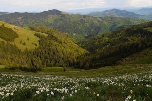 Poiana cu narcise din Munţii Rodnei, aproape de apogeul înfloririi