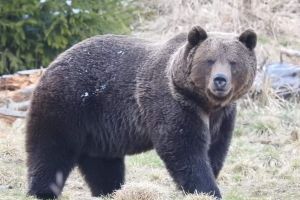 Bărbat rănit după ce a fost atacat de un urs în afara localităţii Bichigiu