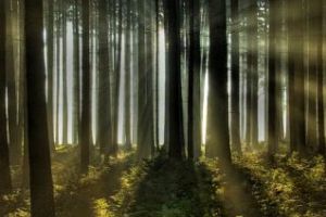 ROMSILVA se plânge că se taie prea puţine păduri