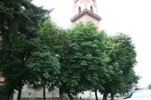 Primăria Bistriţa poate intra cu drujba în centru. APM nu are nimic împotriva tăierii copacilor