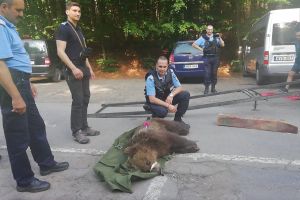 Ursuleţul Sanyi, a scăpat de glonţ! Va fi mutat în noua lui casă: Rezervaţia de urşi Zărneşti FOTO – VIDEO