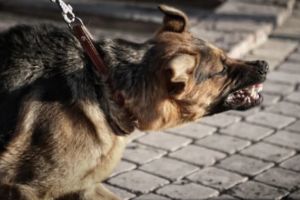 Poliţist muşcat de câine în timpul unei intervenţii. Suspectul a fugit în pădure după atac