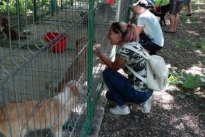 Târg de adopţii de câini