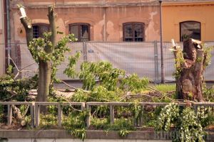 Construcţia terasei Lotus a început cu măcelărirea copacilor de pe malul Crişului (FOTO)