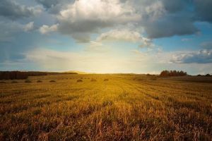 Seceta usucă lanurile de grâu