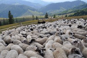 Începe Sărbătoarea Străbunilor în Ţinutul Grăniceresc. Peste o sută de invitaţi din străinătate