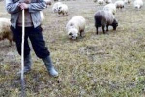 Thriller mioritic. Filmul jafului de oi din Deuşu. Cum  a rămas un cioban bătut şi fără oi