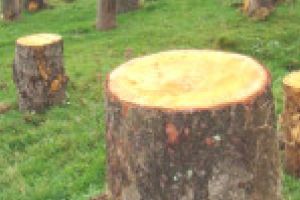 Efecte nebănuite după modificările aduse Codului Silvic. Avertisment Romsilva!