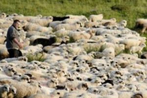 Un cioban român dă în judecată Uniunea Europeană