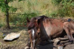 Cruzime fără limite! Un brăilean i-a smuls potcoavele iepei sale şi a lasat-o să moară pe câmp