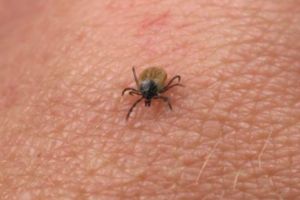 In Ploiesti e invazie! Metodele cele mai sigure prin care poţi evita muşcăturile de căpuşe