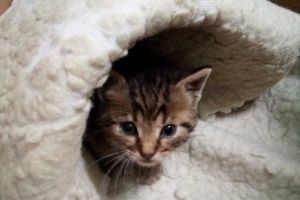 FOTO. Pui de pisică salvat de sub ,,Groapa lui Gyuszi!” Gestul impresionant al unei familii din Satu Mare