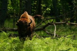 Munţii bănăţeni, populaţi cu zimbri. Animalele sunt lăsate să se sălbăticească