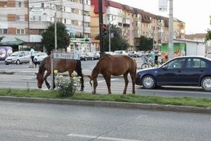 FOTO, ȘTIREA TA. Trei cai nesupravegheaţi care şchiopătau, fotografiaţi în mijlocul unei intersecţii din Alba Iulia