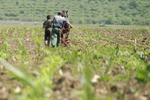 Fermierii băcăuani ţipă după apă şi după forţă de muncă