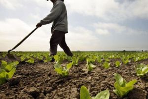 Radicale schimbări în vânzarea terenurilor agricole. Statul român va deveni principalul jucător pe piaţa de profil