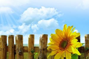 Cum va fi VREMEA în iunie, iulie şi august 2018. ANM a emis prognoza meteo pe trei luni