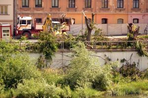 Defrişările continuă! Tăierile de arbori făcute pentru construirea terasei Lotus au avizul APM Bihor (FOTO)