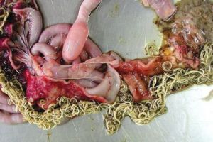 Toxocaroza, parazitoză ce poate afecta grav sănătatea omului