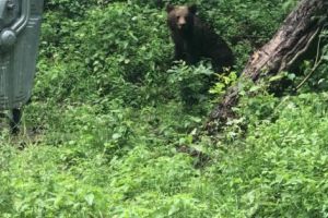 Urşii au reapărut lângă Cetatea Poenari