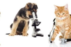 Ce trebuie să ştim despre apărarea sănătăţii animalelor împotriva bolilor infecţioase?