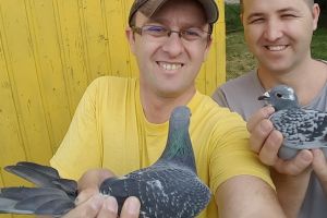 Campionatul porumbeilor voiajori: Andrei Bondar, câştigătorul etapei de la Budapesta