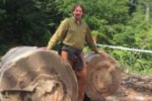 Dovezi de infringement găsite de un europarlamentar austriac în pădurile Domogledului!