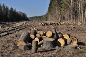 Percheziţii DIICOT la mafia lemnului, inclusiv în Bihor! Se anchetează o pagubă de 25 de milioane de euro din afaceri ilegale cu lemn ale Schweighofer Holzindustrie