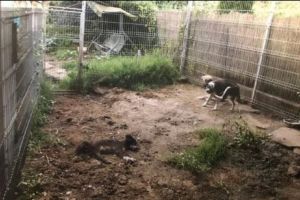 Peste 50 de câini se devorează între ei, iar autorităţile dau neputincioase din umeri