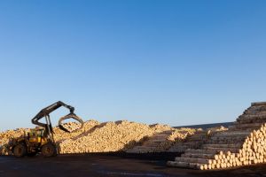 Percheziţii DIICOT la Holzindustrie Schweighofer. Prejudiciu de zeci de milioane de euro