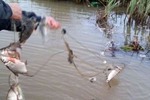 Braconieri prinşi de poliţie la Micăsasa